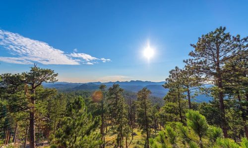 Custer State Park Landscape Densely forested landscape in Custer State Park in the Black Hills of South Dakota