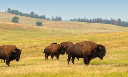 View of bison in Custer State Park in the Black Hills in South Dakota